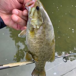 スモールマウスバス