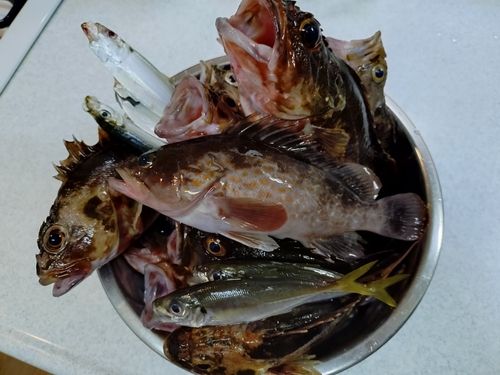 カサゴの釣果