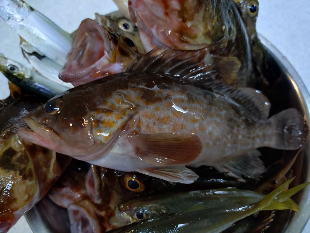 ゆー987さんの釣果 2枚目の画像