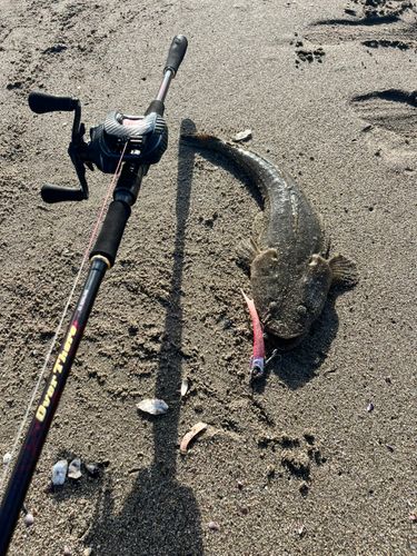 マゴチの釣果