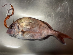 タイの釣果