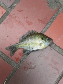 ブルーギルの釣果