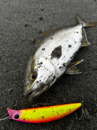 ショゴの釣果