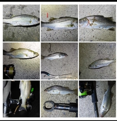 シーバスの釣果