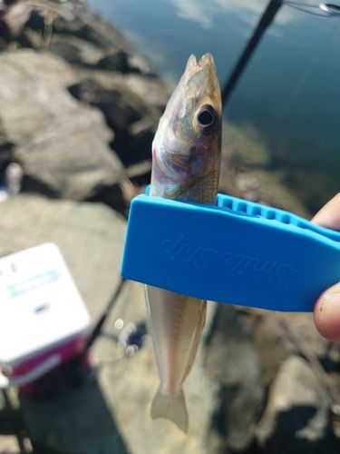 キスの釣果