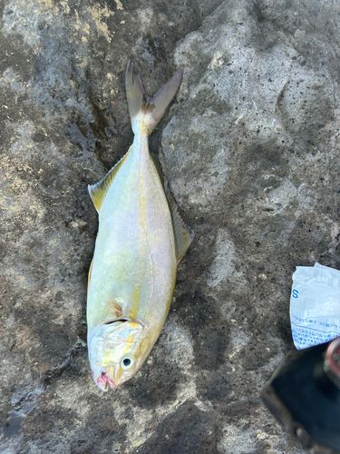イシガニの釣果