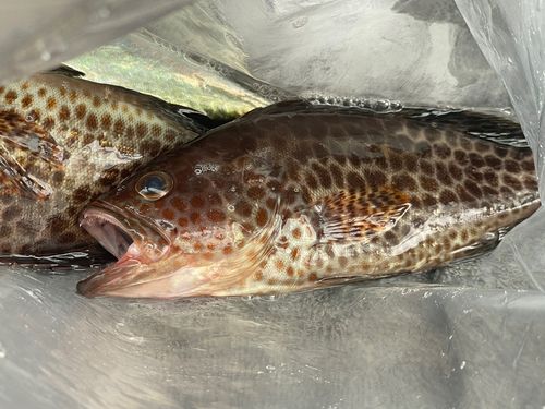 オオモンハタの釣果