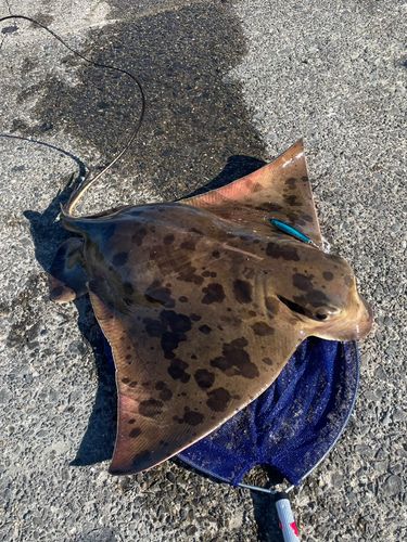 エイの釣果
