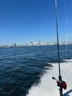 マダコの釣果