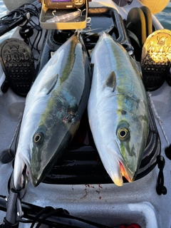 イナダの釣果