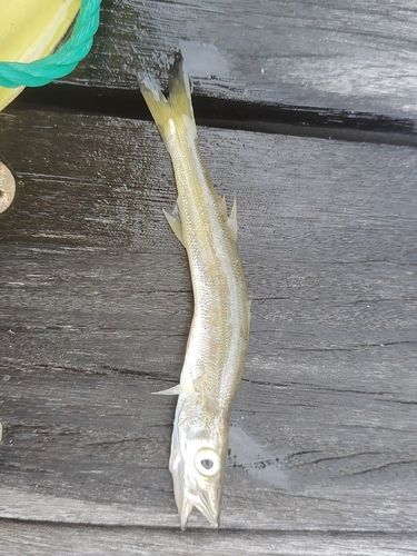 カマスの釣果