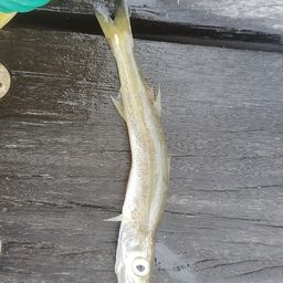 カマス
