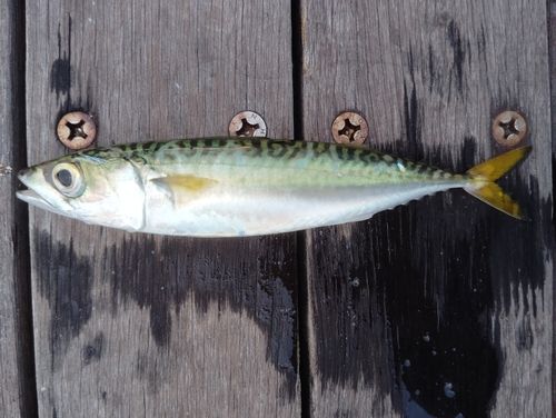 サバの釣果