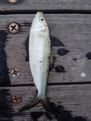 サッパの釣果
