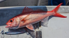 ハマダイの釣果