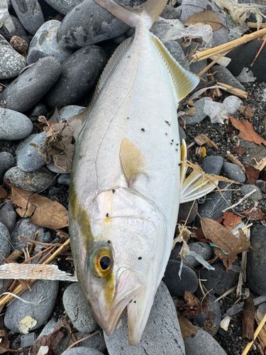 カンパチの釣果