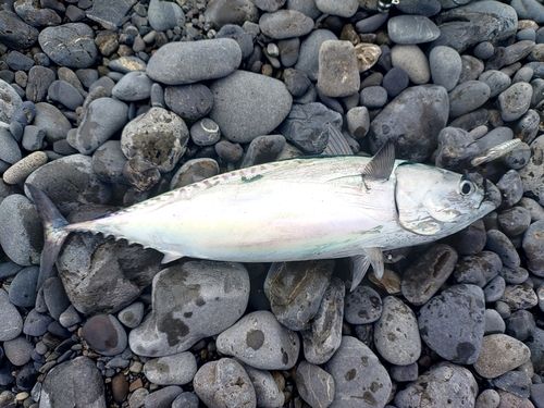 ソウダガツオの釣果