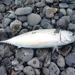 ソウダガツオ