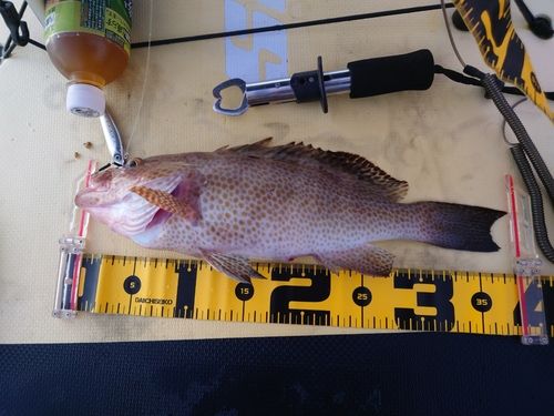 オオモンハタの釣果