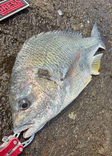 キビレの釣果
