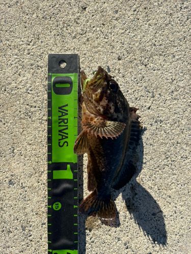 ムラソイの釣果