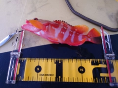 アカハタの釣果