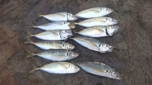 アジの釣果