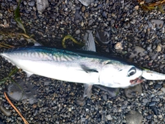 ソウダガツオの釣果