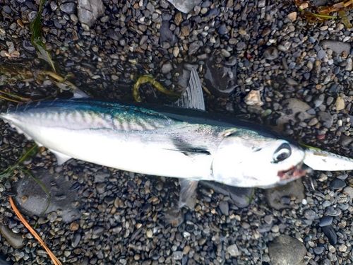 ソウダガツオの釣果