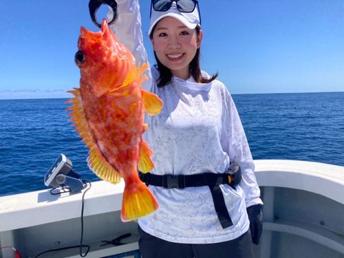 アヤメカサゴの釣果
