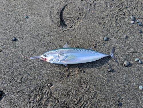 マルソウダの釣果