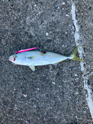 ヤズの釣果