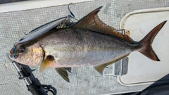 カンパチの釣果