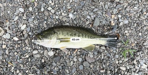 ラージマウスバスの釣果
