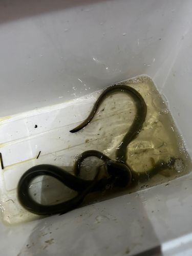 ウナギの釣果