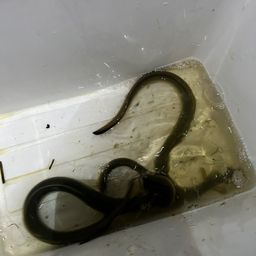 ウナギ