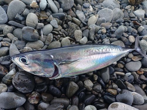 ソウダガツオの釣果