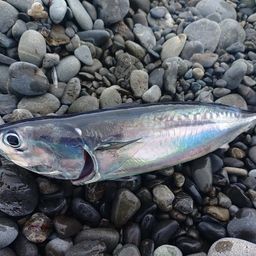ソウダガツオ