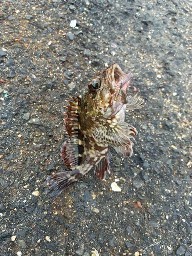 カサゴの釣果