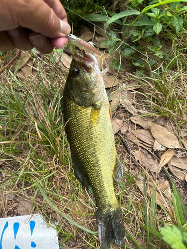 ラージマウスバスの釣果