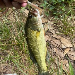 ラージマウスバス