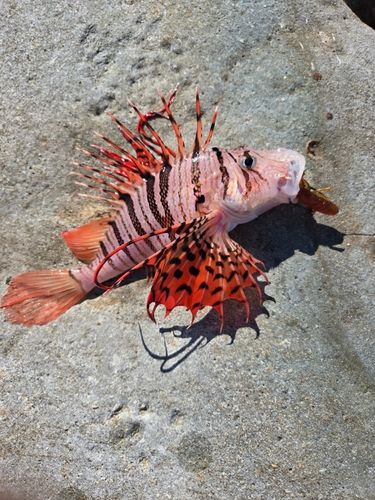 ミノカサゴの釣果