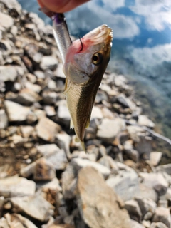 ハスの釣果