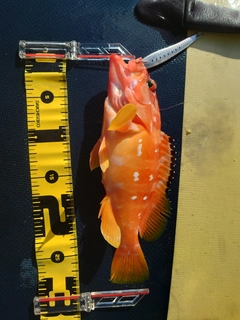 アカハタの釣果