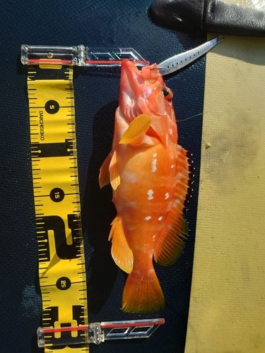 アカハタの釣果
