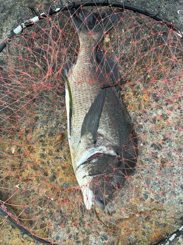 チヌの釣果