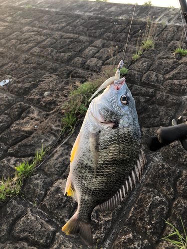 キビレの釣果