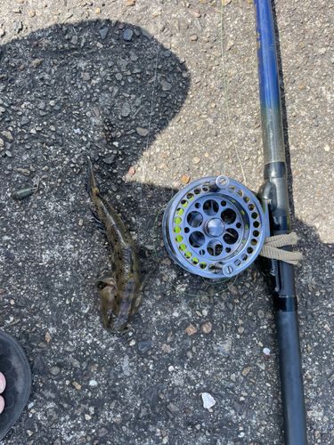 ハゼの釣果