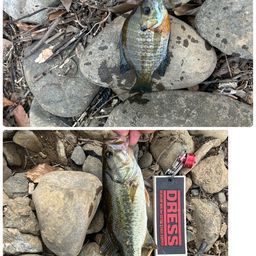 ラージマウスバス