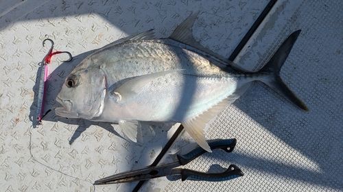 ヒラアジの釣果